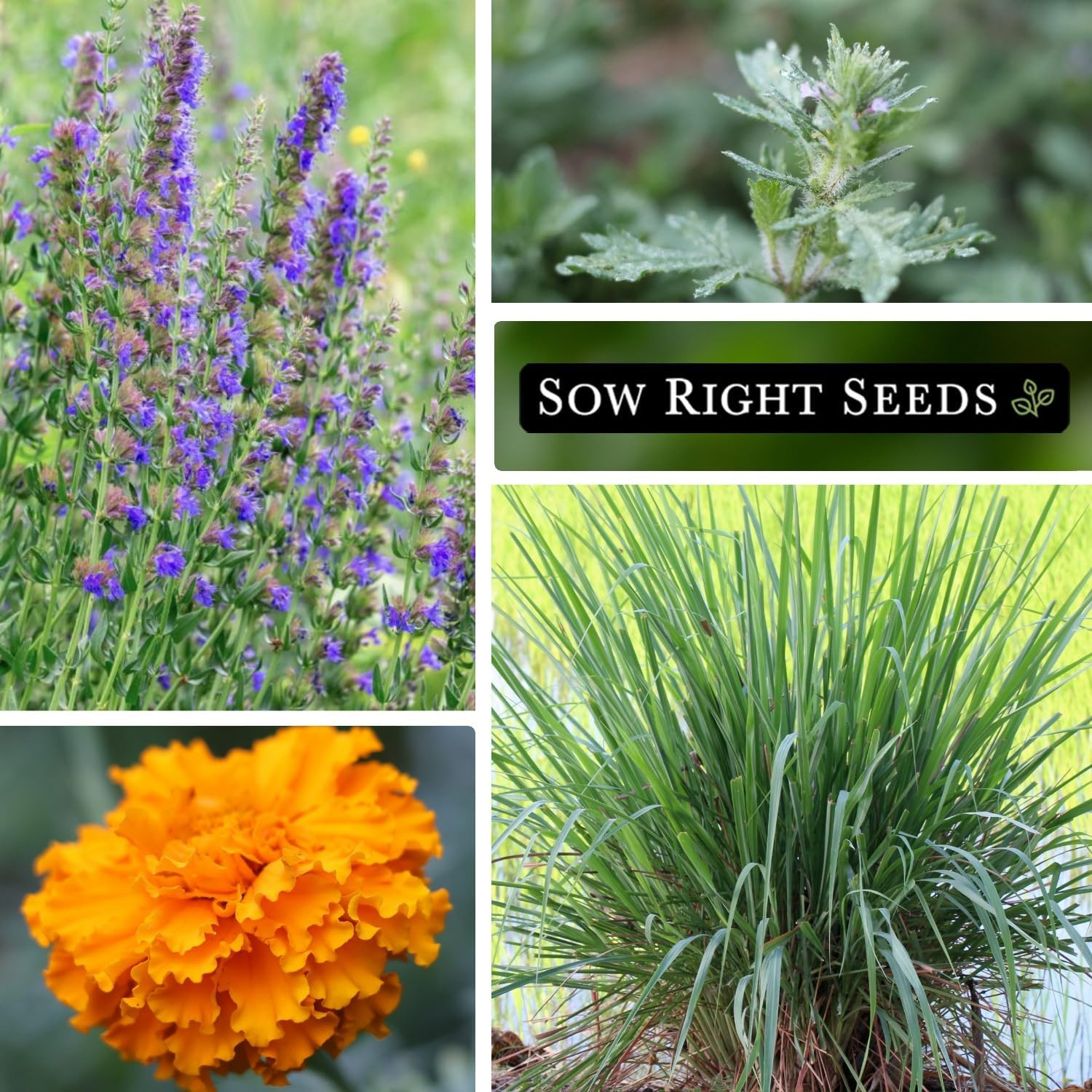 – Insect & Pest Repellent Seed Collection for Planting – Lavender, Catnip, Marig