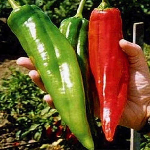 200+ BIG JIM PEPPER SEEDS — HUGE — HOT — HEIRLOOM – ORGANIC – NON GMO – FRESH