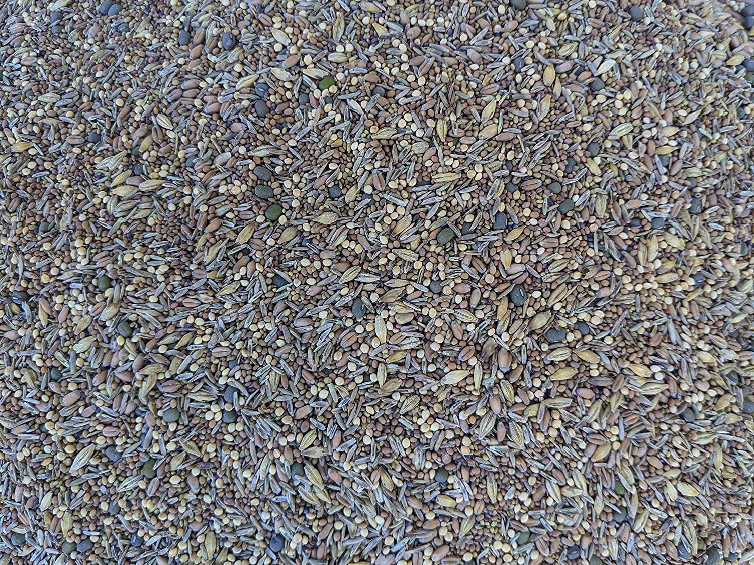 Chicken Pasture Forage Seeds Mix 5 lb Bag of Clovers, Grains & Fodder
