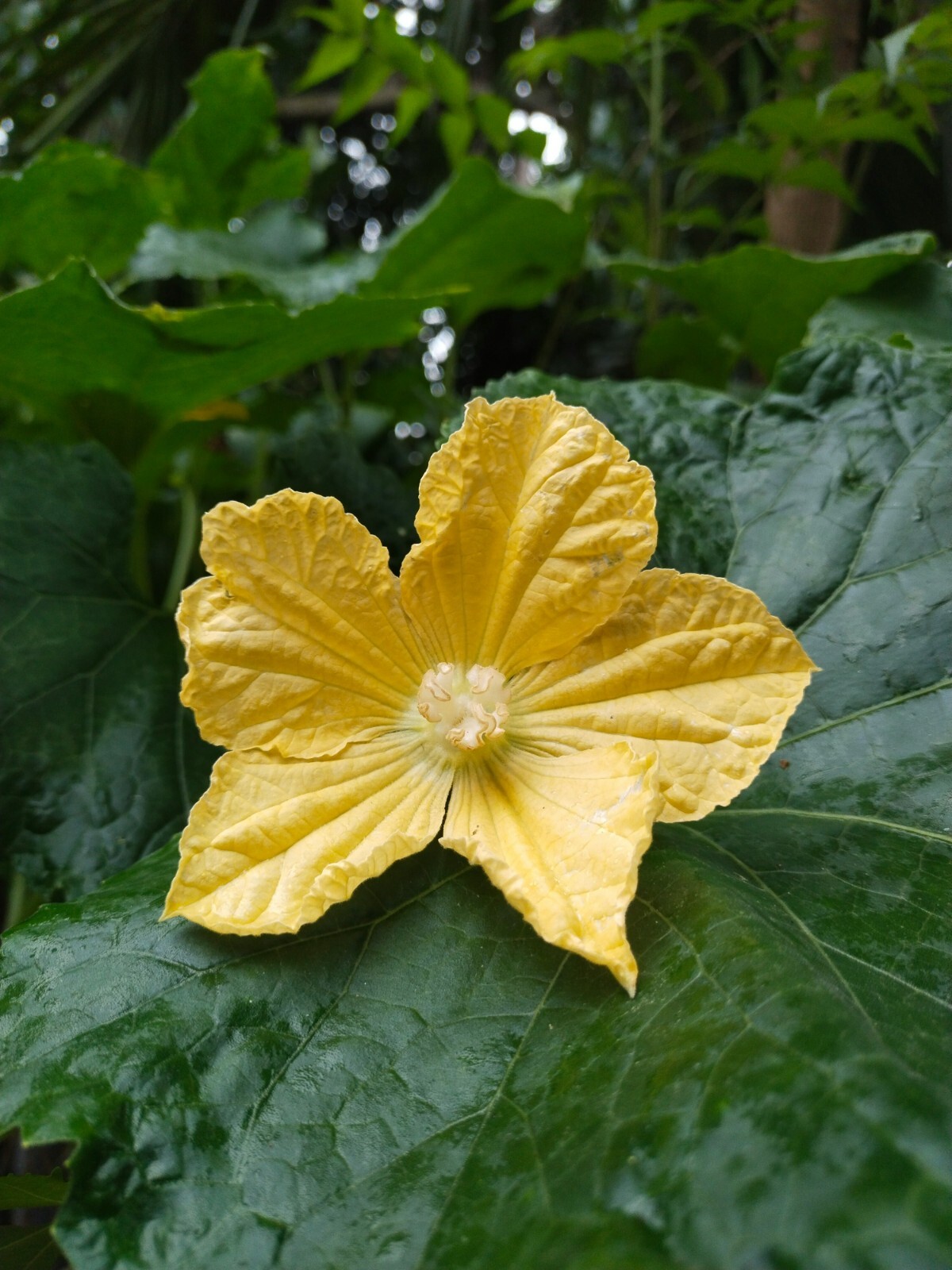 40 Luffa Cylindrica (Loofah) Seeds – Grow Your Own Natural Sponges – 2024 Seeds!