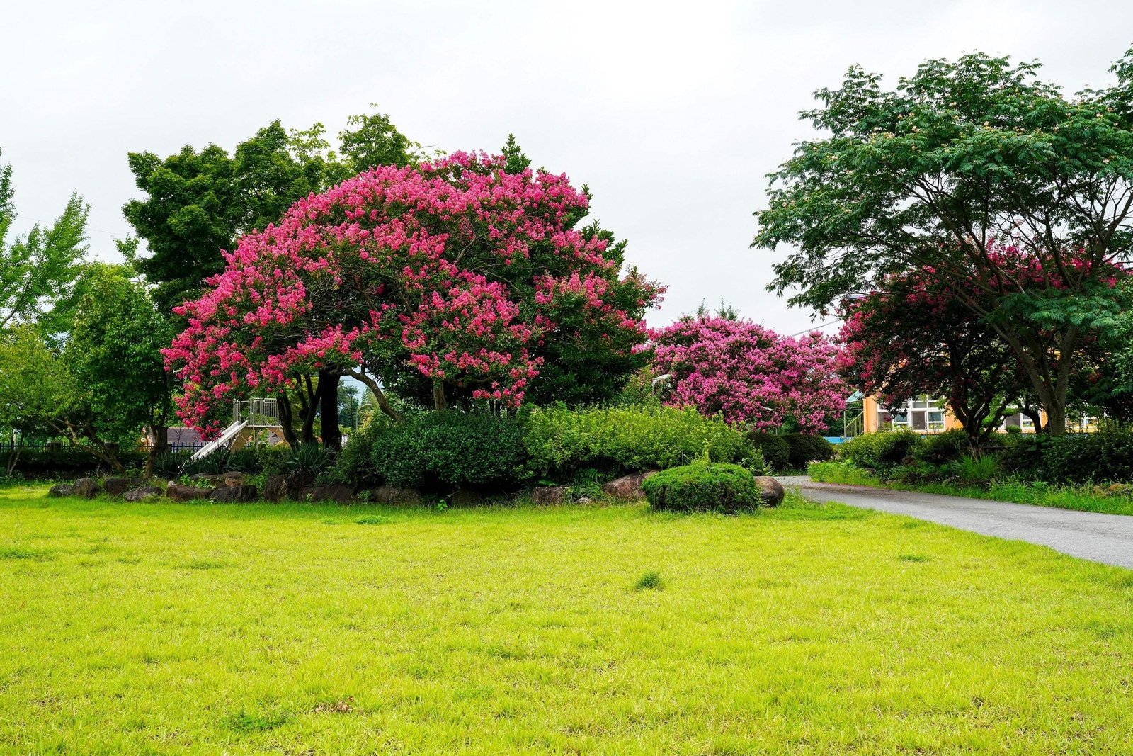 35 DARK PINK CREPE CRAPE MYRTLE Lagerstroemia Indica Bush Tree Flower Seeds