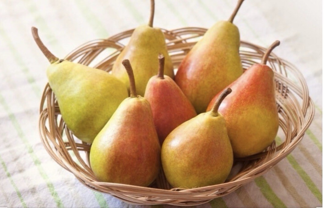 18-26” tall Grafted Luscious pear potted 1-2 years old