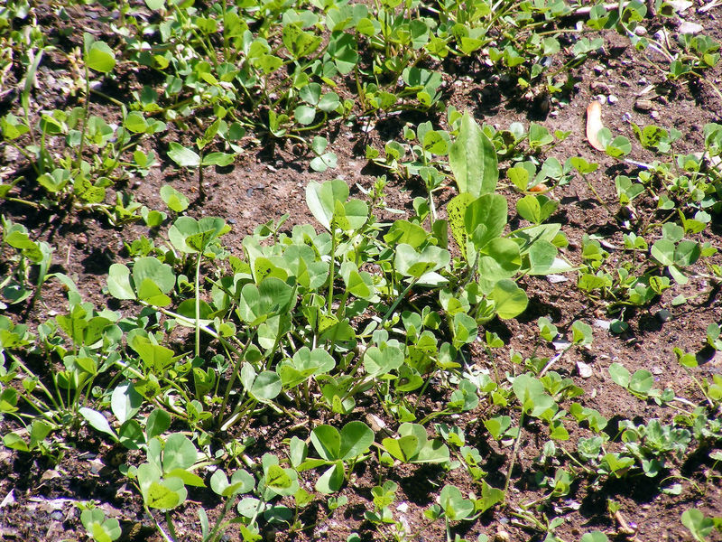 White “Ladino” Clover Seed. Feed Bees, Food Plots, Non GMO. Pasture Forage!