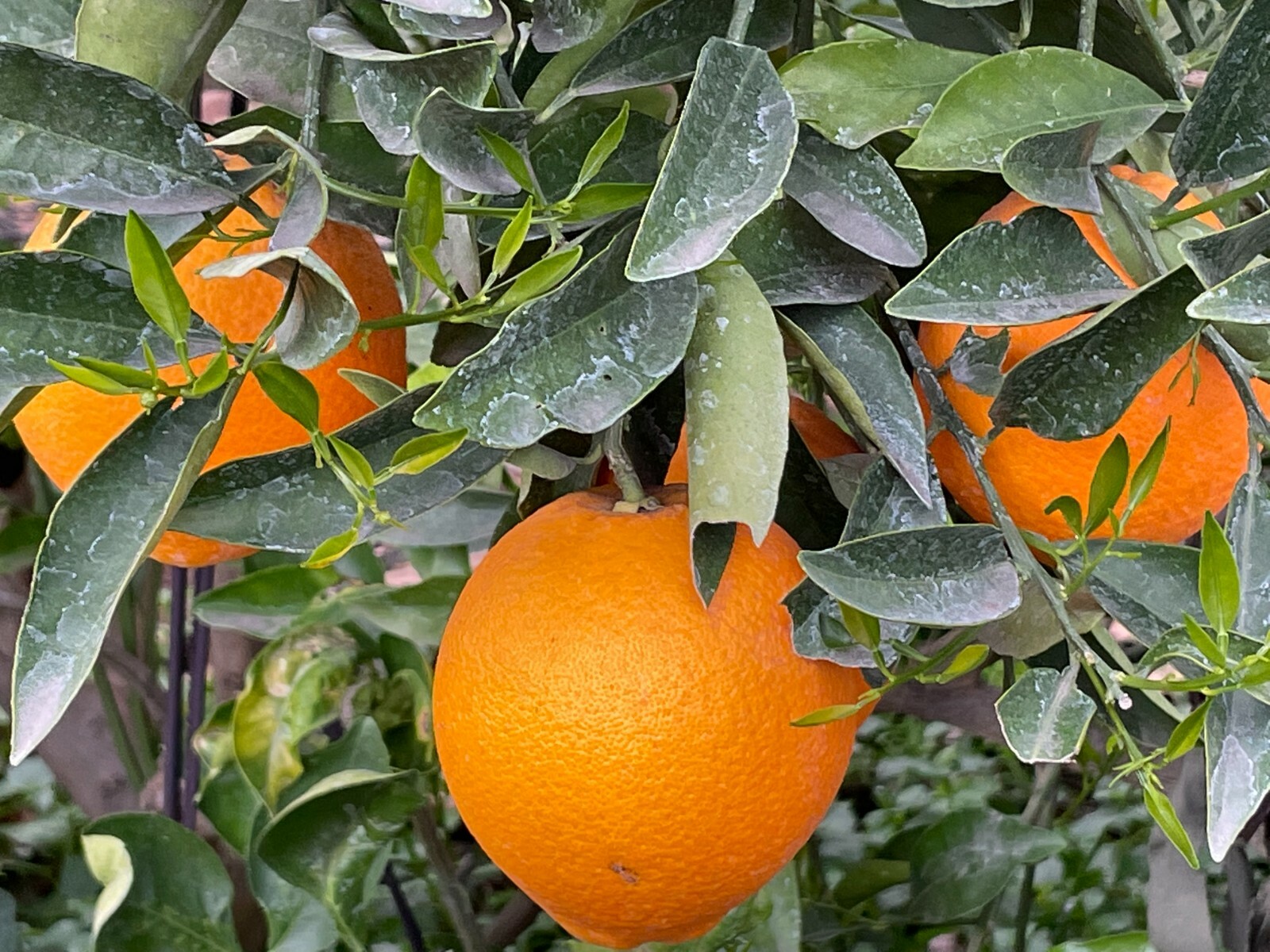 1 Ruby Valencia’ Sweet Orange Tree, Cuttings Rooted Orange Tree