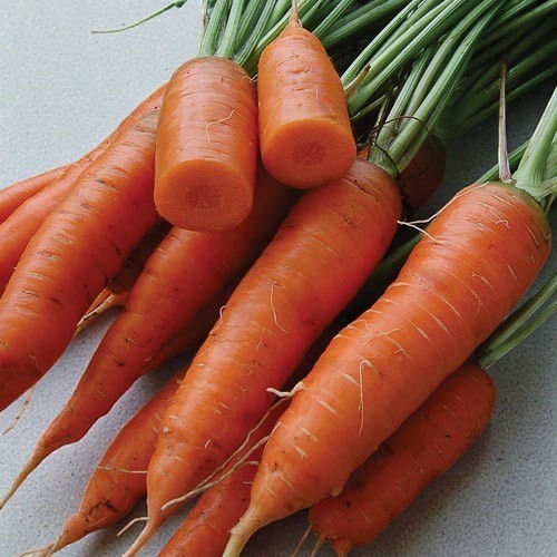 Red Cored Chantenay Carrot Seeds | Heirloom / Non-GMO 200 Plus Seeds