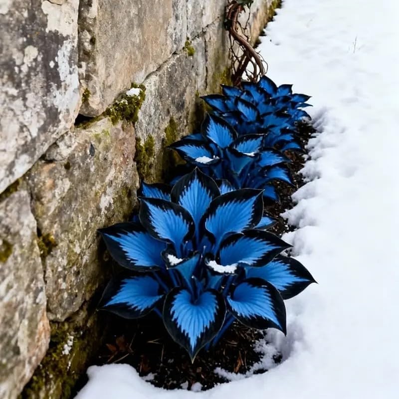 210+ Hosta Seeds – Rare Perennial Flower Seeds for Shade Gardens, Long Blooming