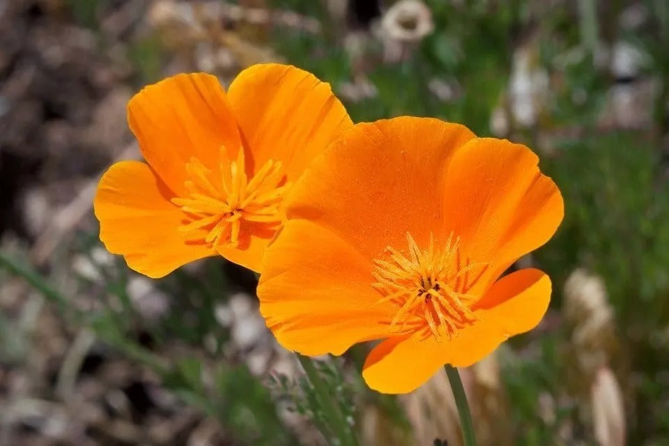 Poppy- California Orange- 1000+ Seeds