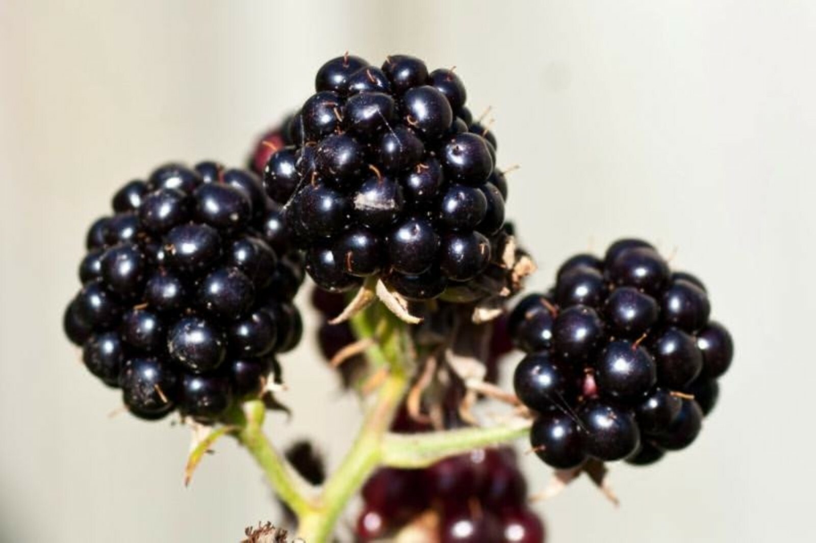 Boysenberry plant, 6-12″ tall, 1 year old well rooted plant.