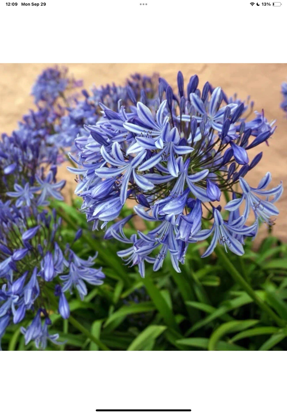 35+ AGAPANTHUS BLUE LILY OF THE NILE FLOWER SEEDS / PERENNIAL