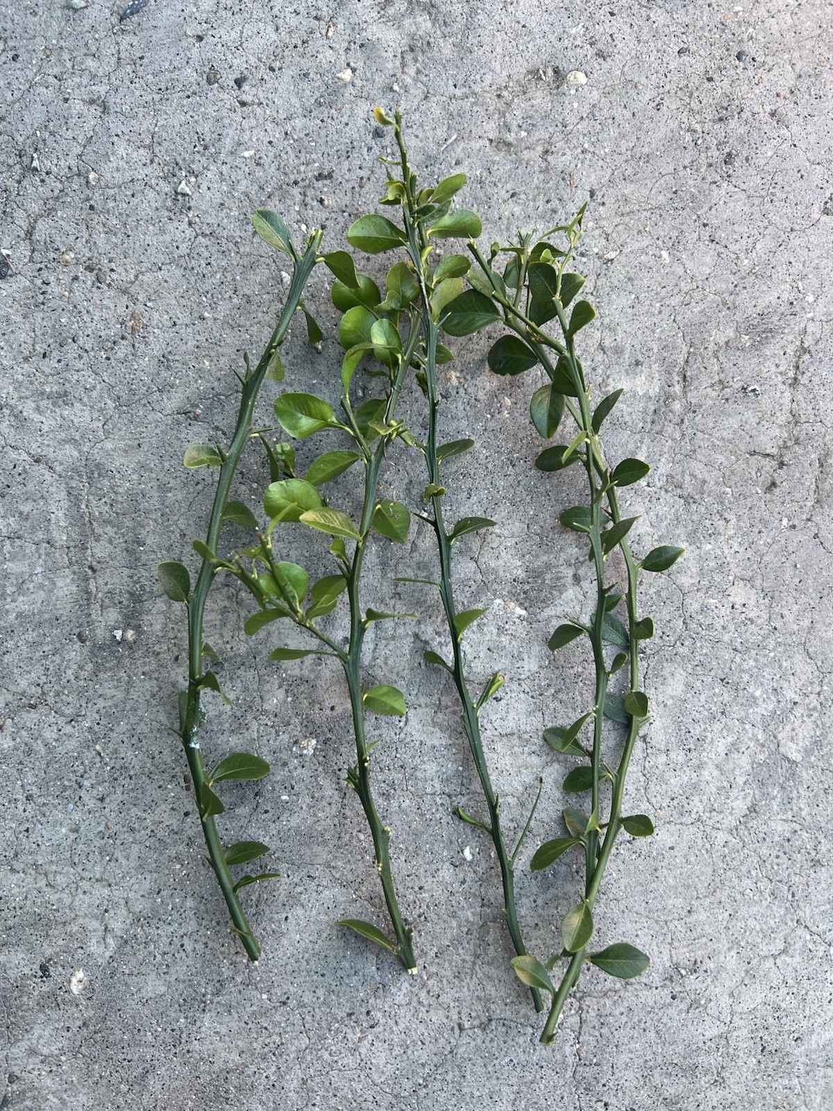 Australian Finger Lime 5 Cuttings No Root Ready To Plant