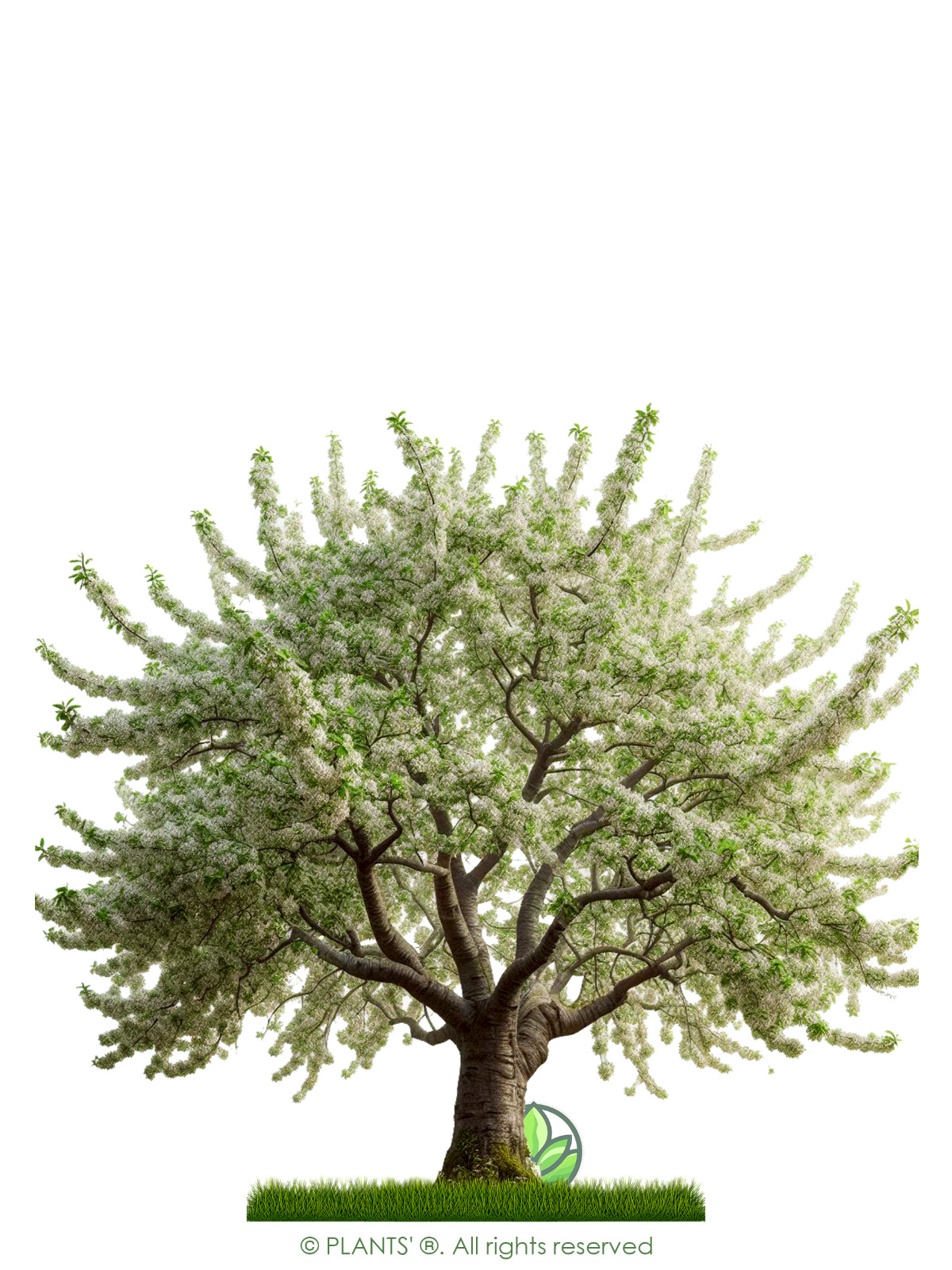 Wild Black Cherry Tree | Premium Seeds | Prunus serotina ‘Spring’ | Plants’®