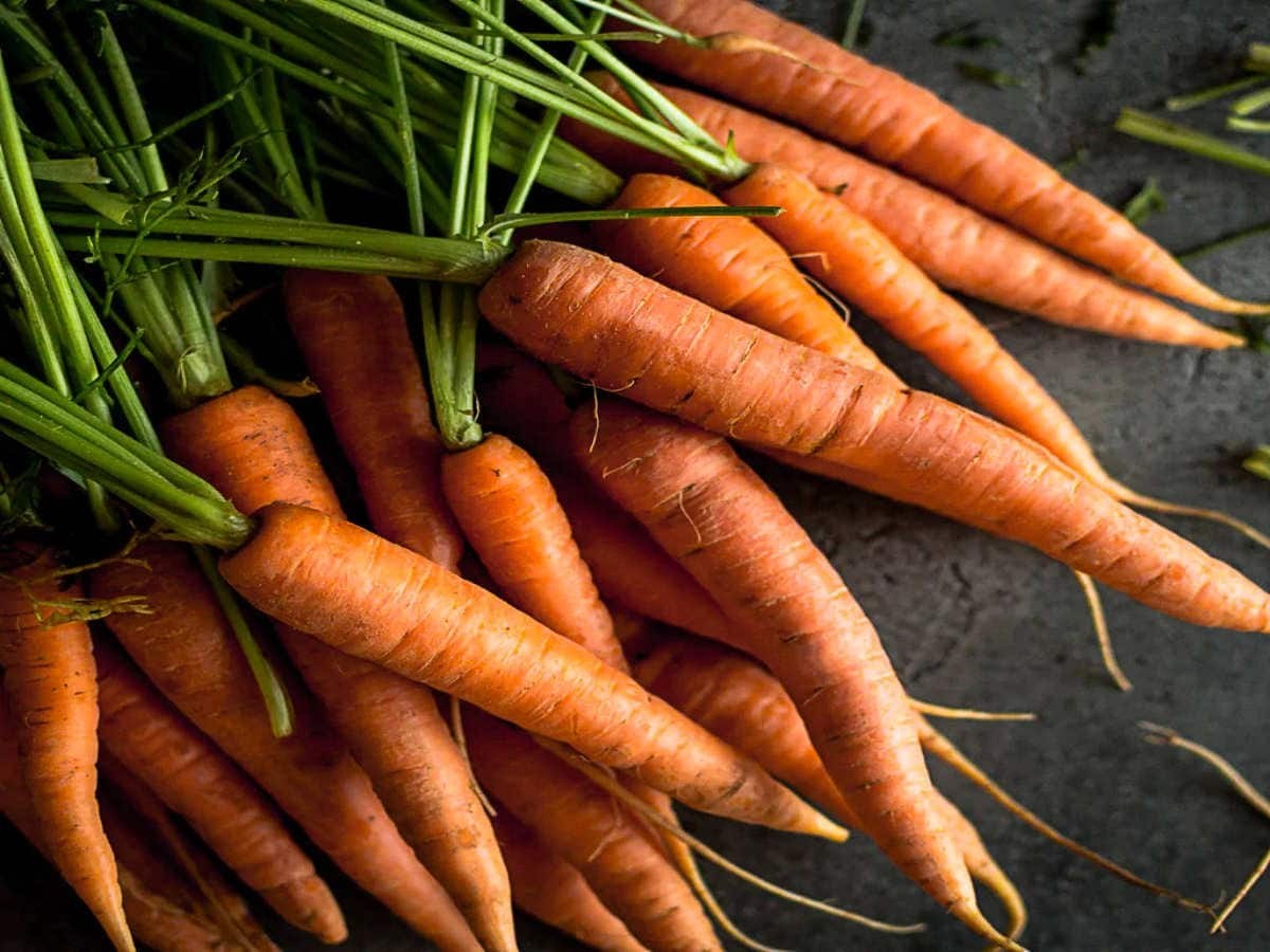 Carrot Tendersweet Seeds | Fresh NON-GMO Heirloom Fresh 1 OZ Garden18,000 Seeds