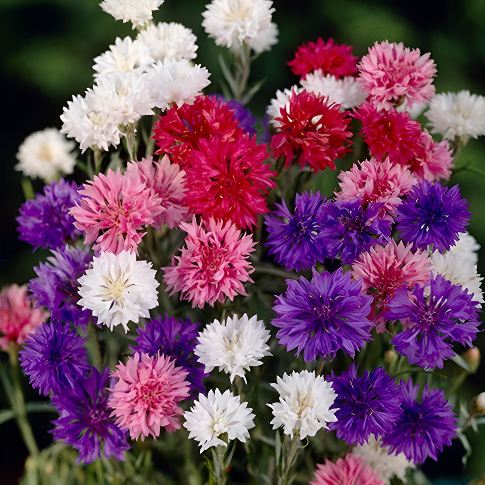 625 Bachelor Button “Polka Dot Mix” Seeds – Colorful Annual WIldflower Mix