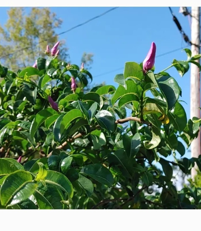 75 Rare Purple Alamanda Vine Seeds