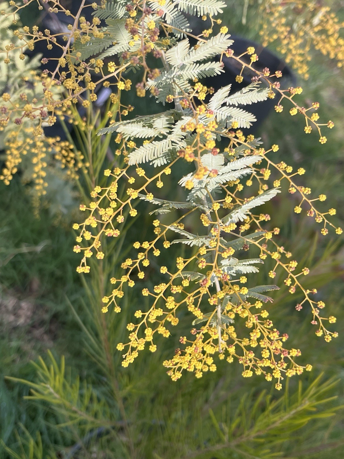 Acacia, Callistemon, Eucalyptus, Melaleuca, Seeds