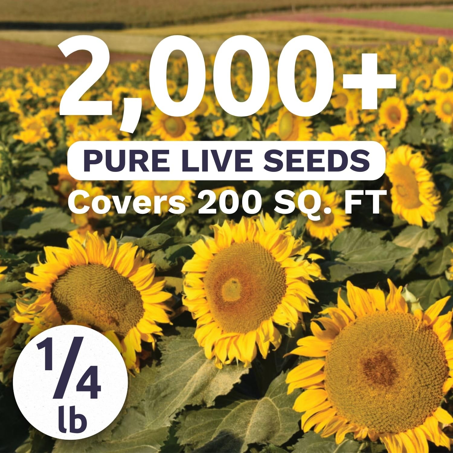 Bulk Dwarf Sunspot Sunflower Seeds 2,000 Flower Seeds for Planting