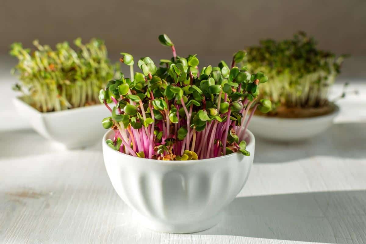 Fire Candle Radish Seeds | Raphanus sativus Radishes Long Red Pink Daikon 2024