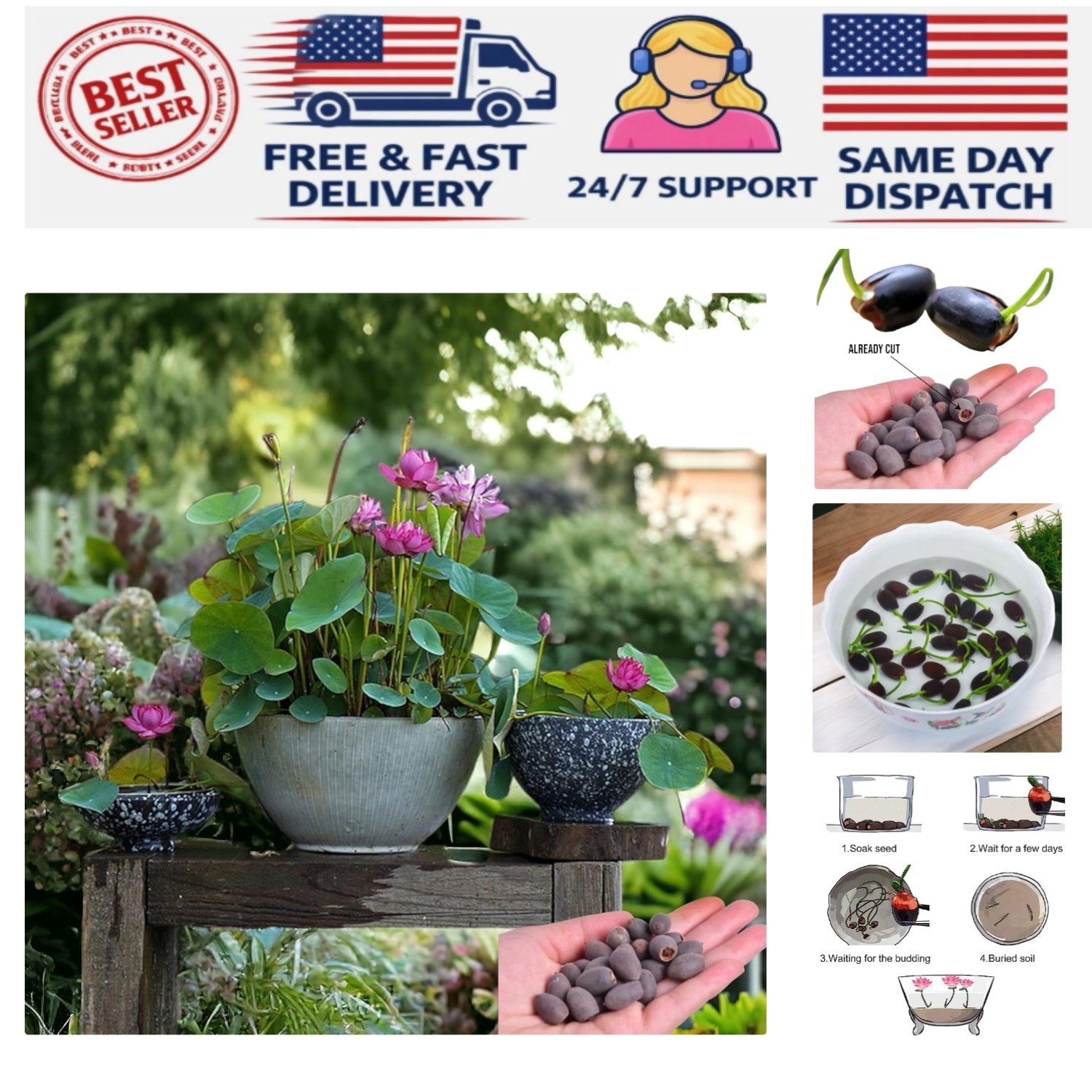 Vibrant 15pcs Lotus Seeds – Pink, Red & Green for Indoor/Outdoor Serenity