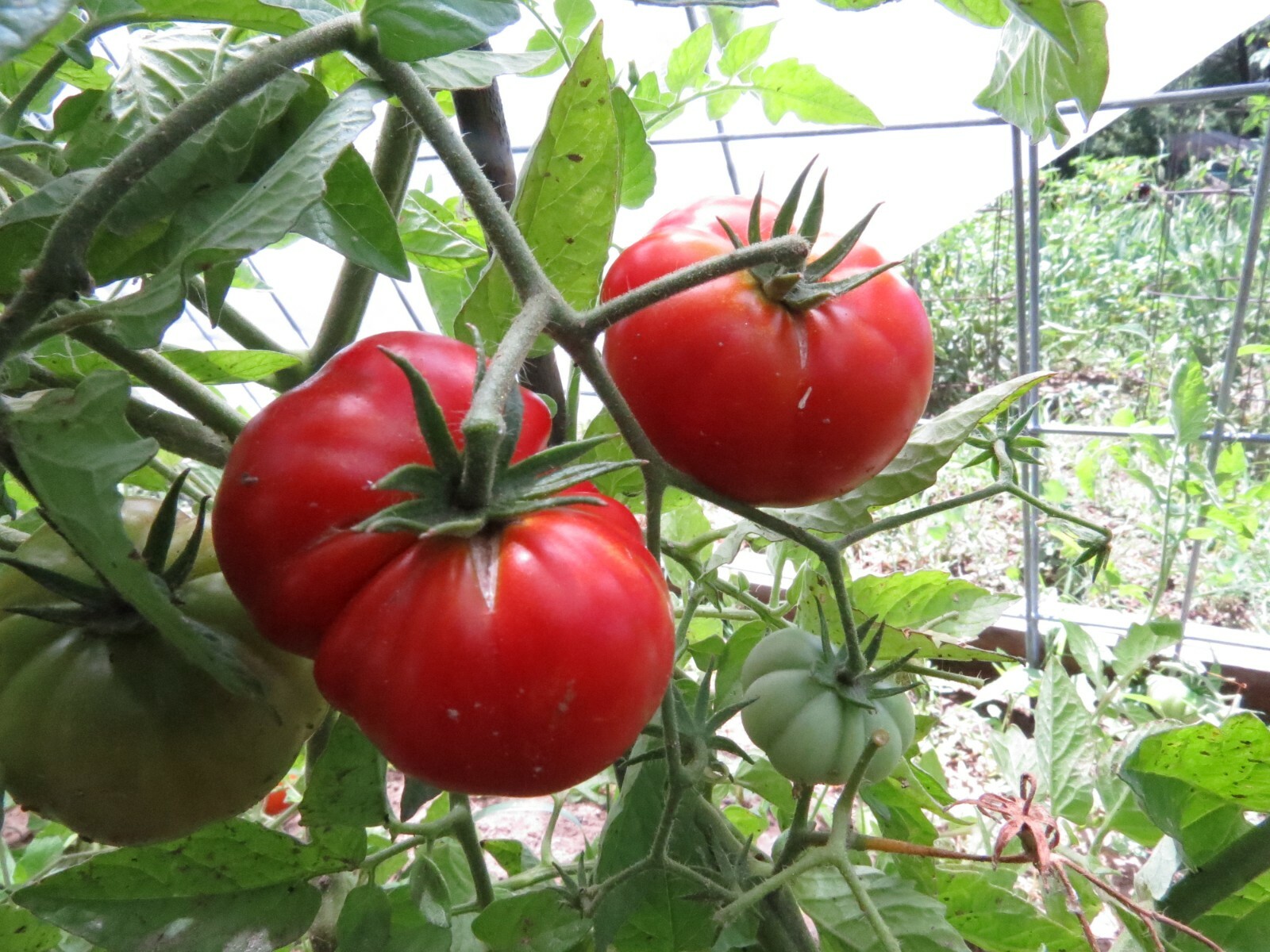Tanunda Red – dwarf or container variety with luscious red fruit
