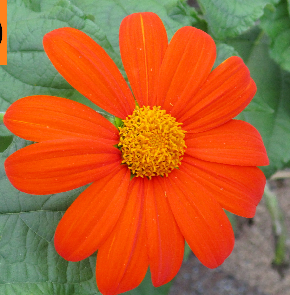 65+ Mexican Torch Orange Sunflower Seeds by my, Brooklyn Botanical Garden’sClub!