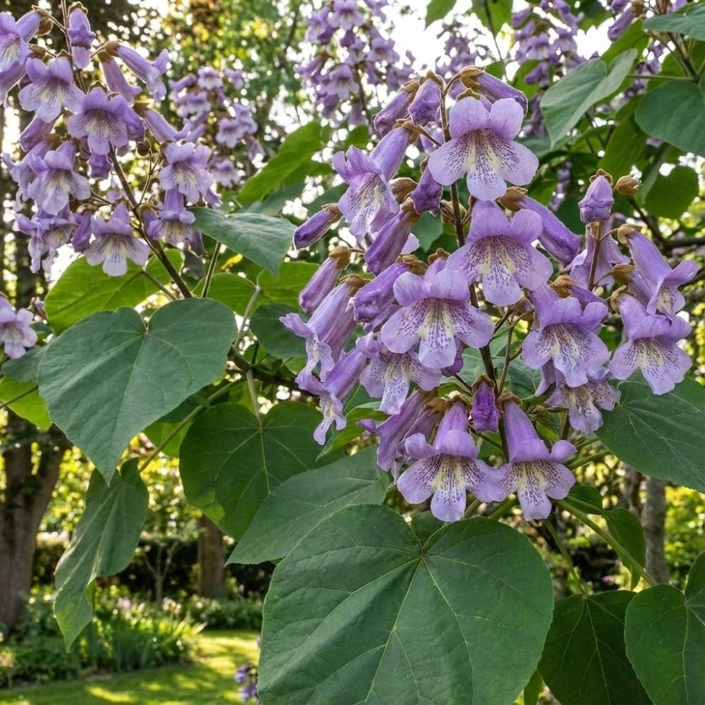 1000+ Paulownia Fortunei Seeds – Dragon Tree (Empress Tree) – Ultra Fast Growing