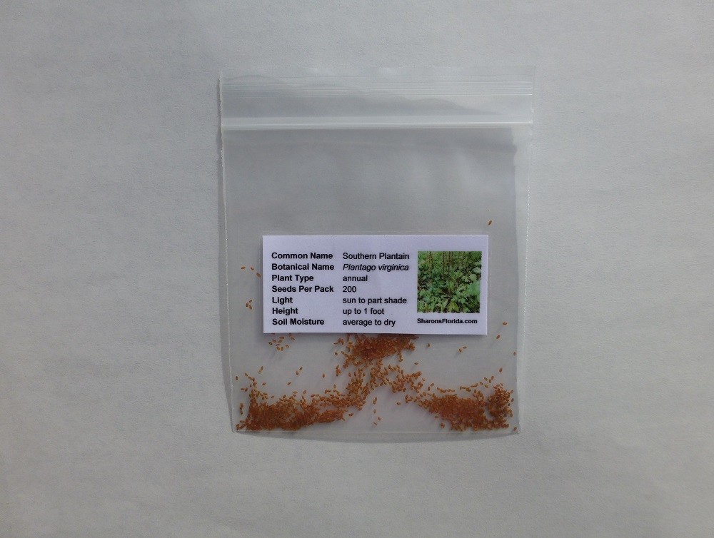 Southern Plantain (Plantago virginica) ✤ 200 Seeds