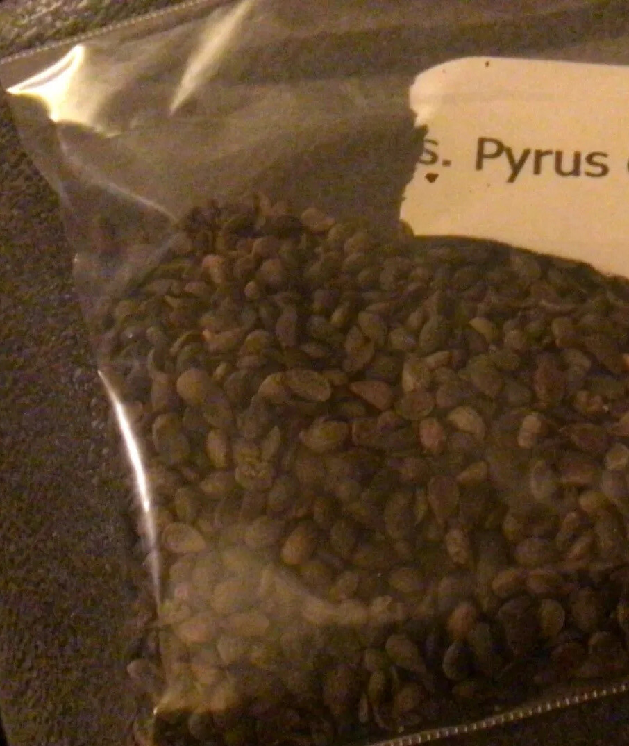 Common Pear Tree Seeds (Domestic Pear)