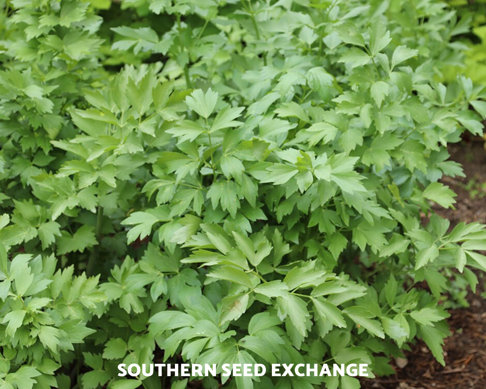 Lovage – 50 Seeds – Amazing Medicinal & Culinary Herb – GMO Free