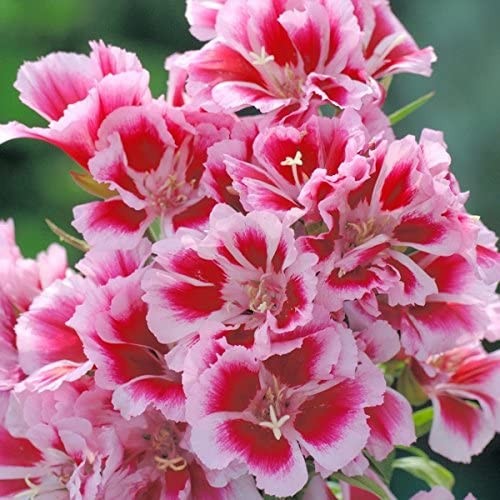 Godetia Pink to Red, Clarkia. 1000 Seeds Free Shipping!