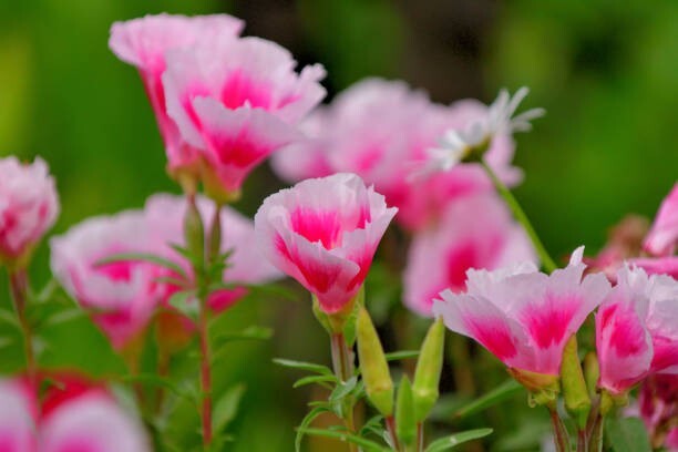 Farewell To Spring Seeds California Native Seeds Clarkia Amoena Pink Flowers