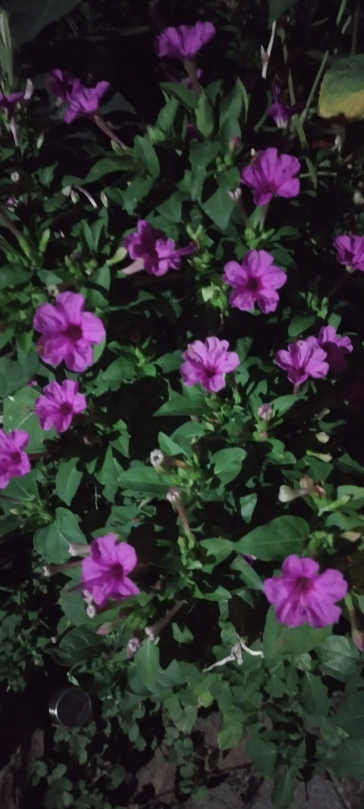 🌸50 Mirabilis (4 O’Clock) Flower Seeds Fragrant Easy to Grow FREE SHIPPING