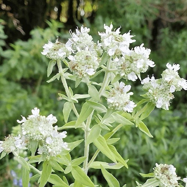 1000+ HAIRY MOUNTAIN MINT Seeds (Pycnanthemum Pilosum) Herb Flower Non-GMO SEEDS