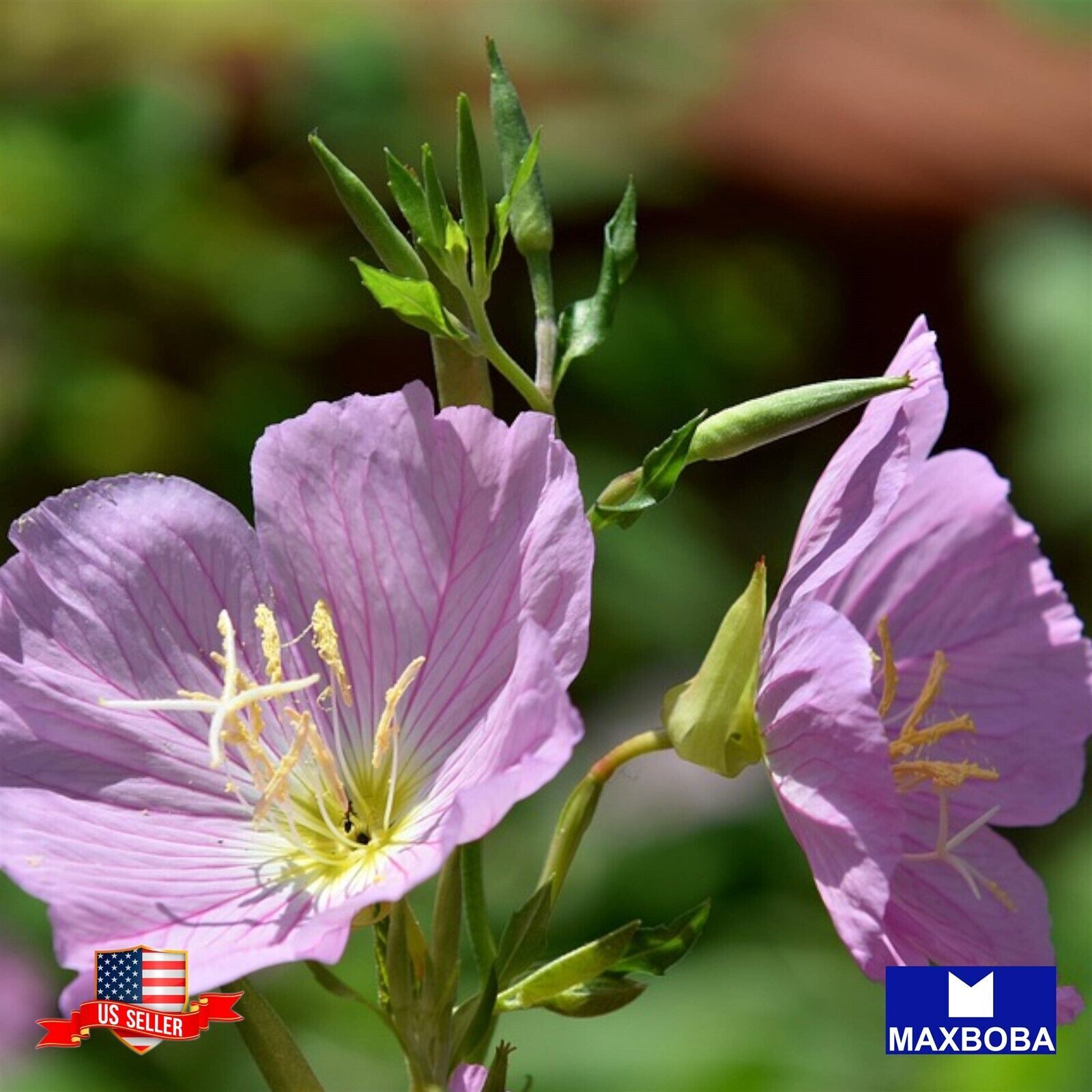 900 Oenothera Seeds – Showy Evening Primrose Non-GMO BOGO 50% OFF