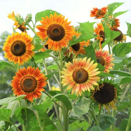 50pcs Evening Sun Sunflower Seeds – Bicolor Blooms in Breathtaking Burgundy