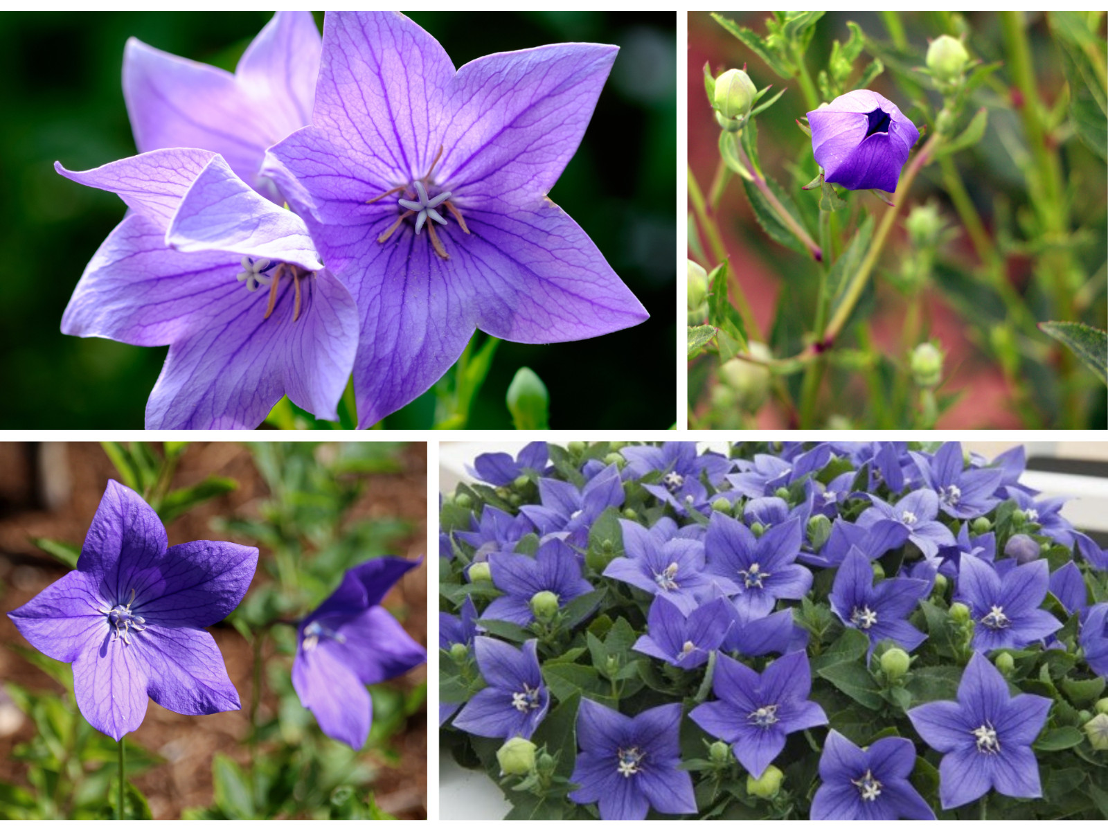 60 seeds| Blue Balloon Flower (Platycodon grandiflorus) Herb seeds #6005