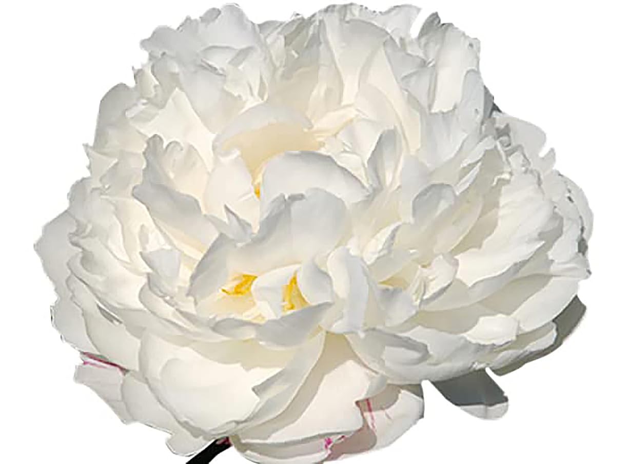 Gardenia Double White Peony Bulbs – One of The Finest and Strongest White Peo…