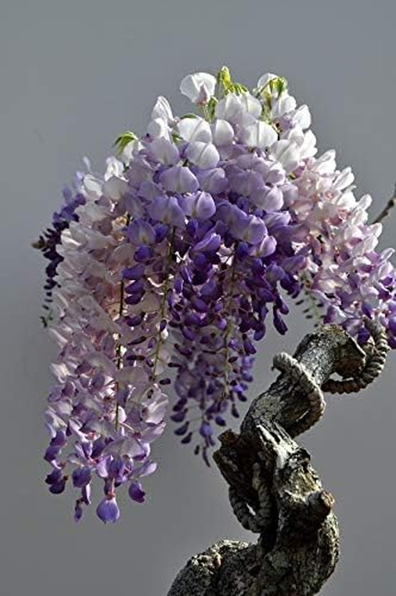 Chinese Wisteria Tree Seeds, Bonsai Seeds, Pack of 30 Bonsai Tree Seeds