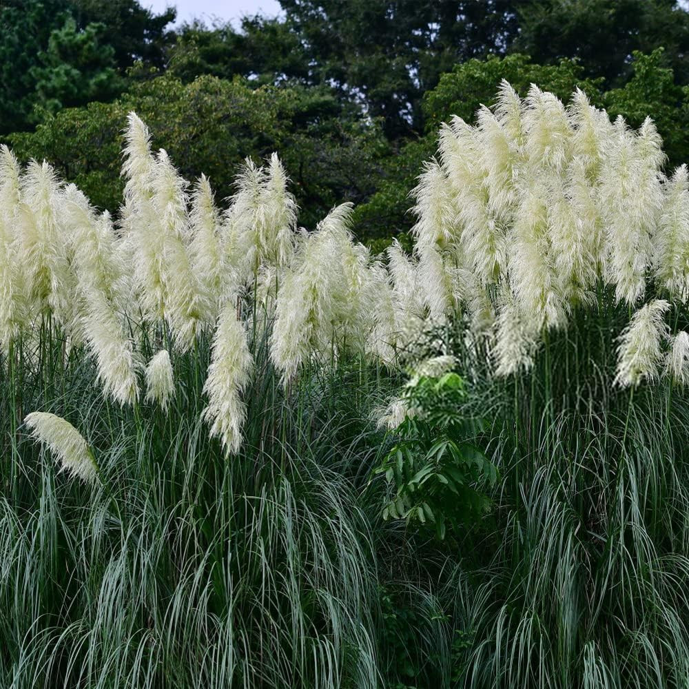 1000+ Mix Pampas Grass Seeds for Planting Cortaderia Selloana Seeds Heirloom Orn