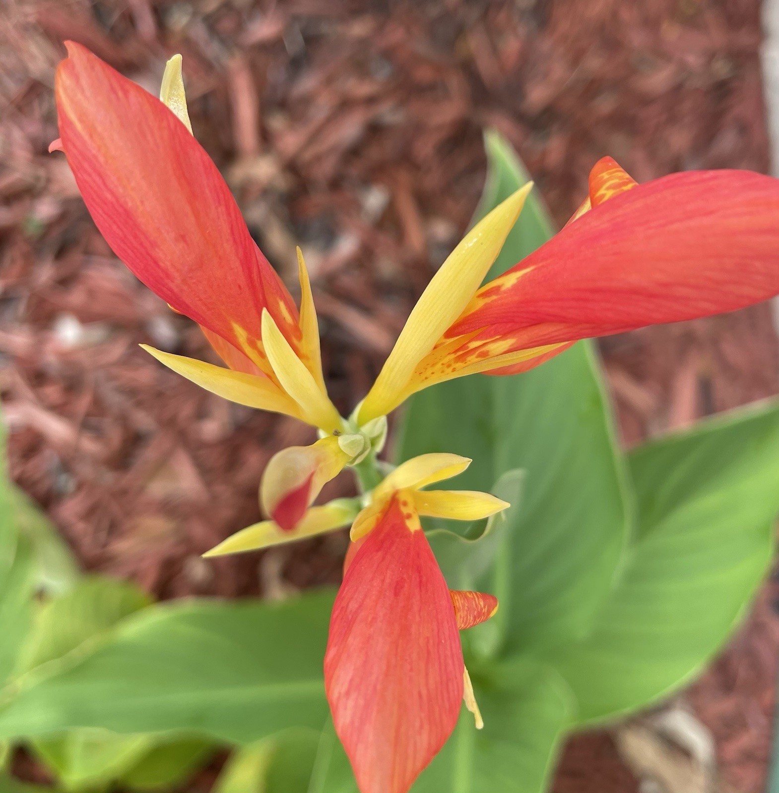 Canna Lilly Bulbs Multi Color Mixed Red Orange AND Red Yellow X 3