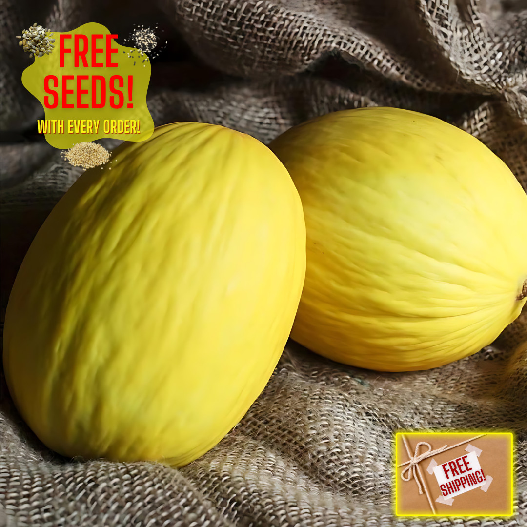 Fresh Delicious Crenshaw Melon Seeds | Yellow | Heirloom Non-GMO | Fruit Seeds