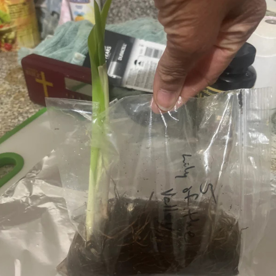 Lily of the Valley – 5 Fresh Roots – Ready for Planting – No Shipping AK, HI, PR
