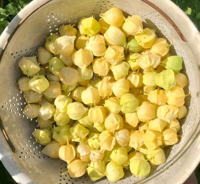 50 seeds Aunt Molly’s ground cherry/ husk cherries/gooseberry-organic heirloom