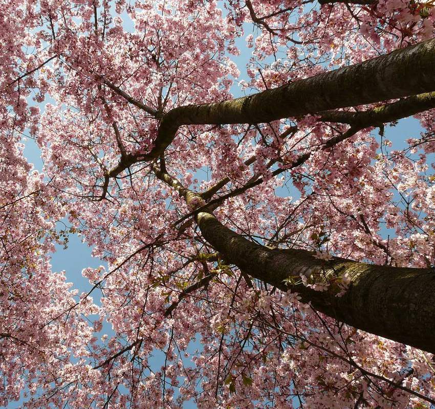 1-1000 PCS White Japanese Flowering Cherry Tree Seeds Hill Prunus Serrulata 0146