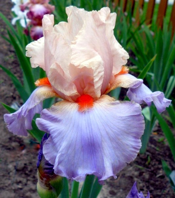 1 Tall Bearded Iris Rhizome/Bulb~FRENCH CANCAN~Perennial~STUNNING & EXQUISITE