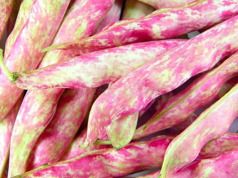 Pinto Bean Seeds | Non-GMO Heirloom Bush Pole Bean Seeds | Fresh Garden Seeds