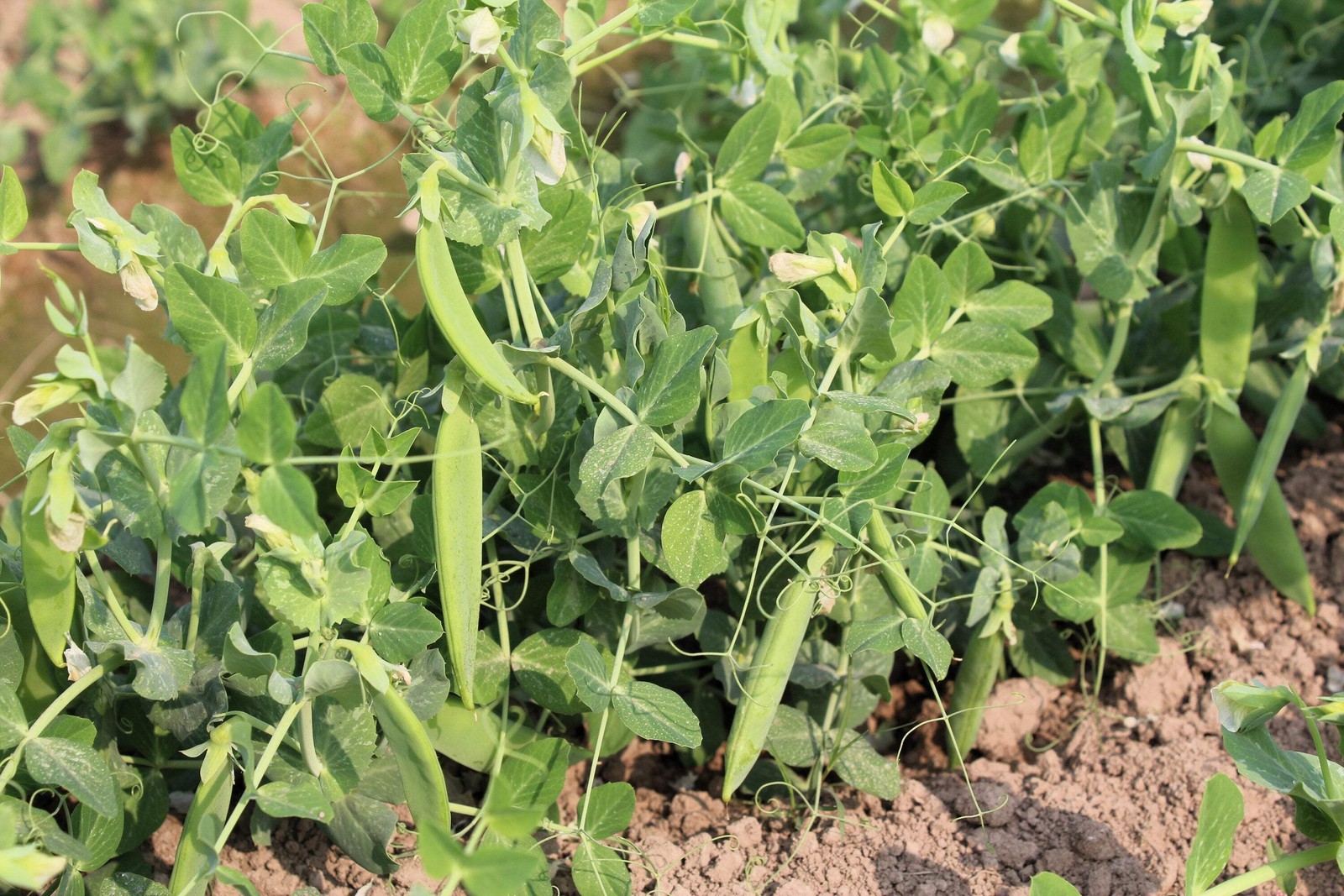 50 SNOW PEA Pisum Sativum Vegetable Seeds