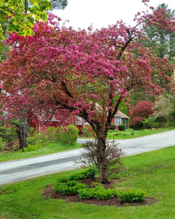 French Wild Apple Tree | Premium Seeds | Malus sylvestris ‘Spring’ | Plants’®
