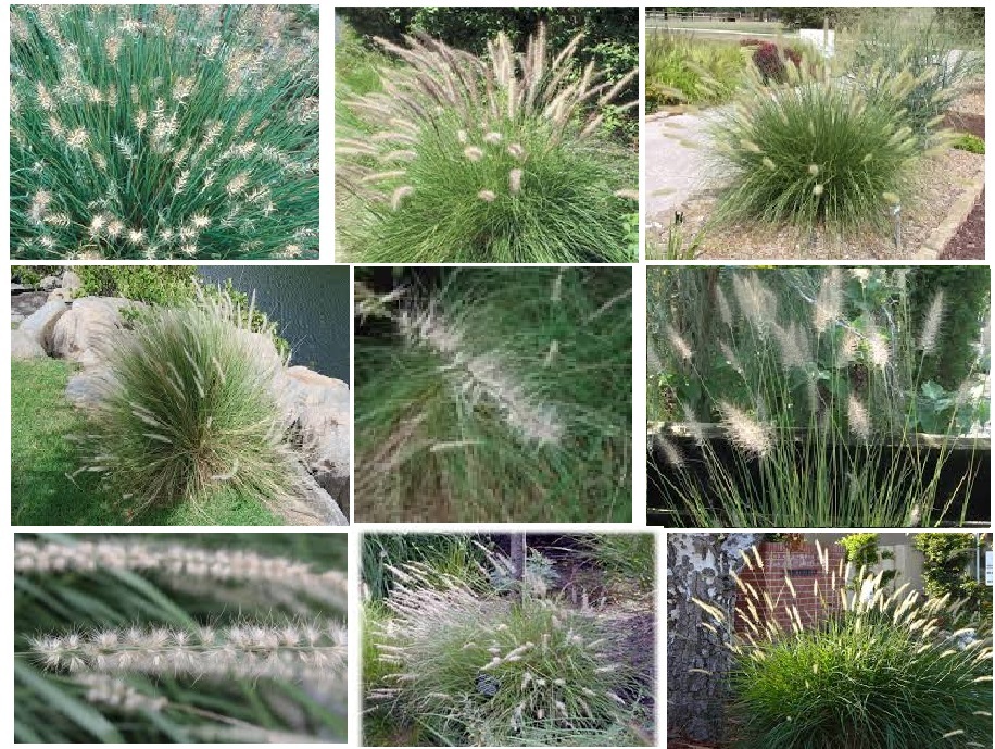 White Fountain Mountain Grass Perennial Ornamental Grass 100 + Seeds USA Seller