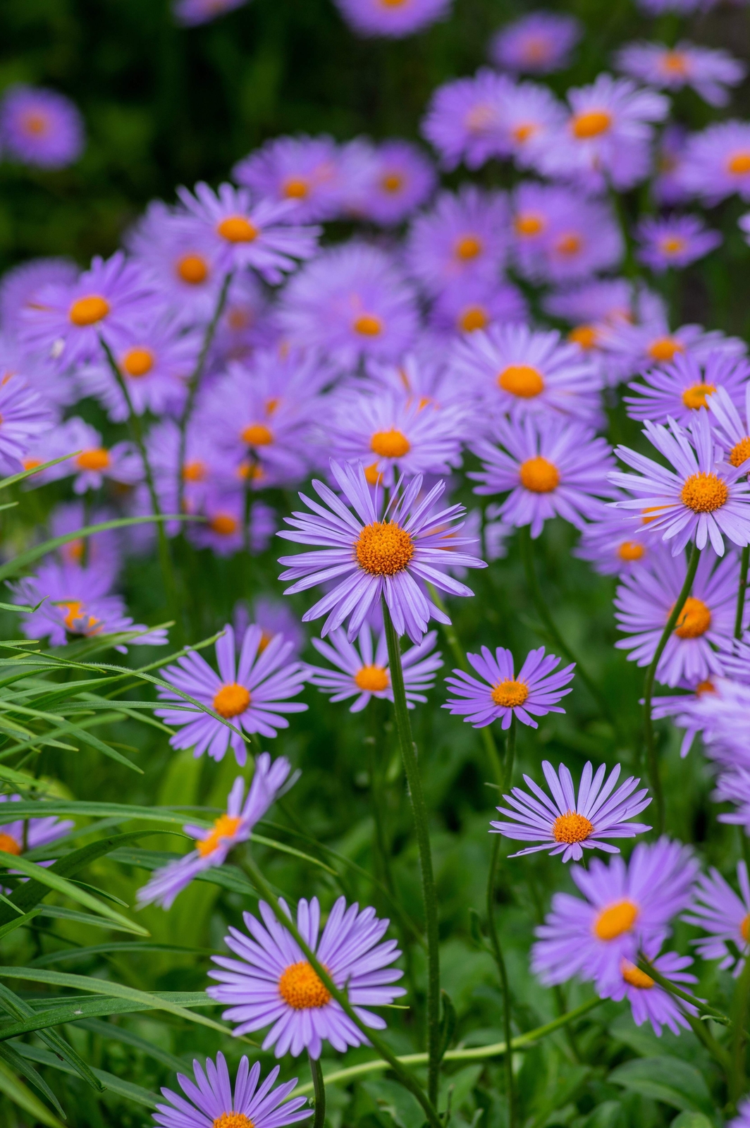 50 BLUE EAST INDIES ASTER Tongolensis Flower Seeds *Flat S/H