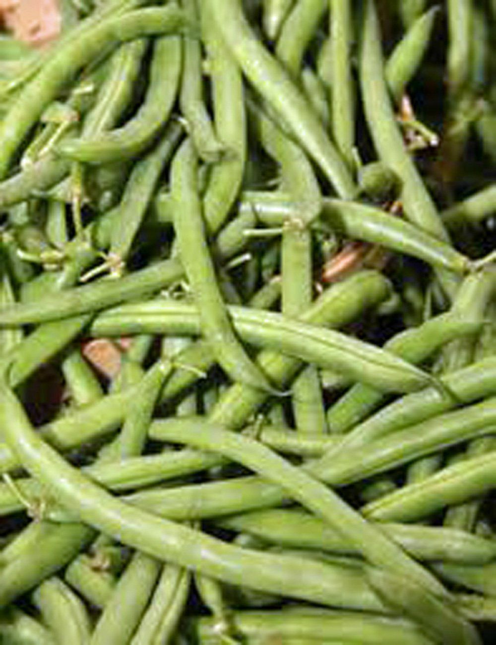 Burpee Stringless Green Bean Seeds, NON-GMO, Variety Sizes Sold, FREE SHIPPING